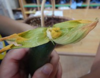 ７.17ズッキーニの花の中身２